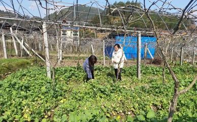 壽寧犀溪 科技特派員田間“把脈問診”，精準助力春耕生產